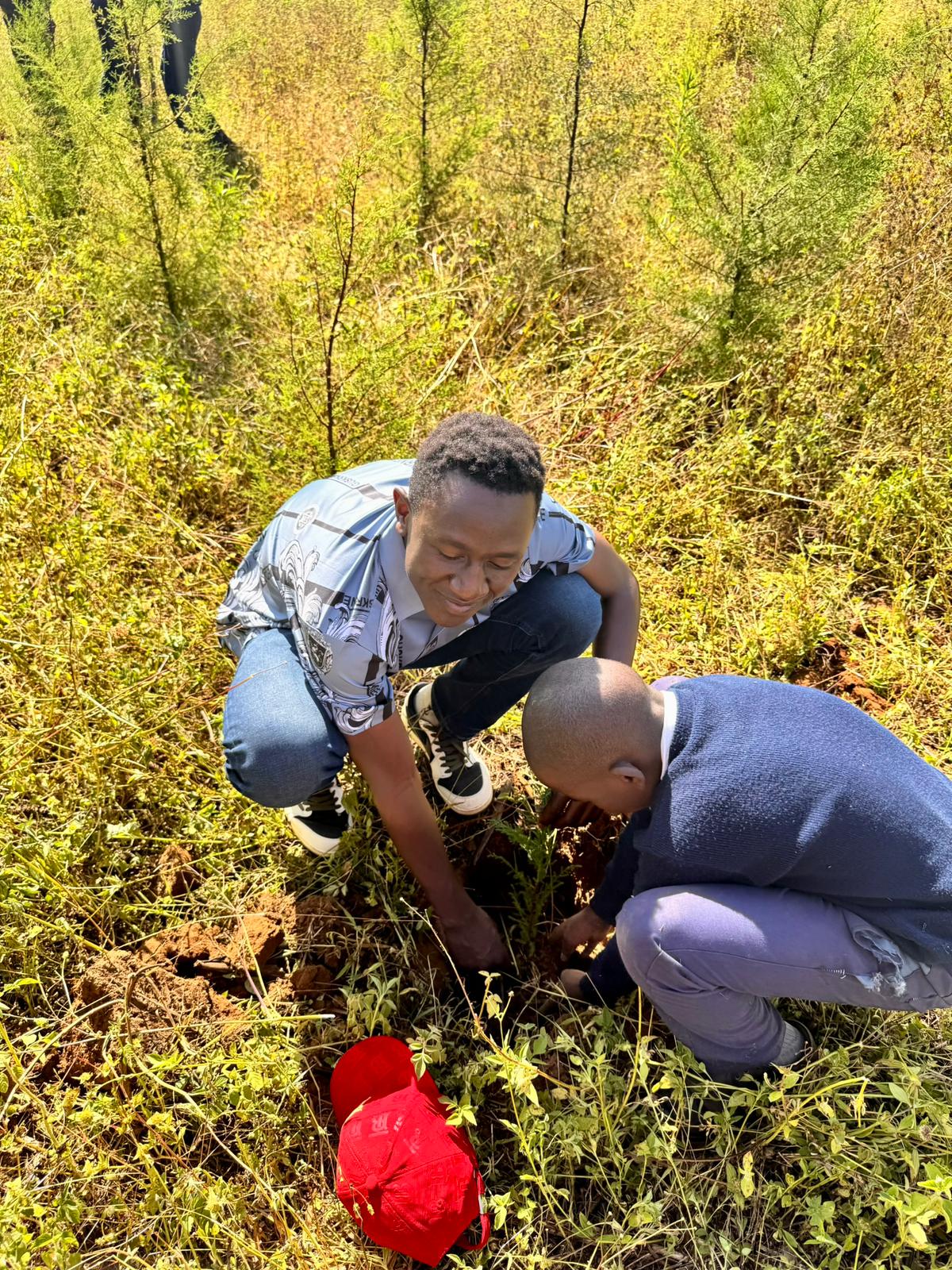 Tree planting project